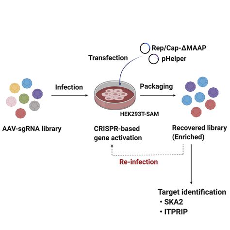 gibco aavmax adeno-associated viral production